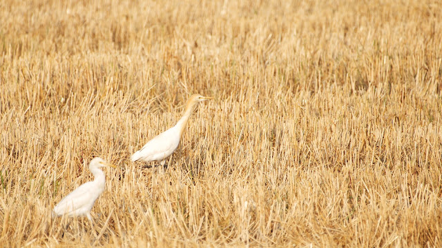 Cattle Egret गाय बगुला, सुर्खिया बगुला (Bubulcus ibis)