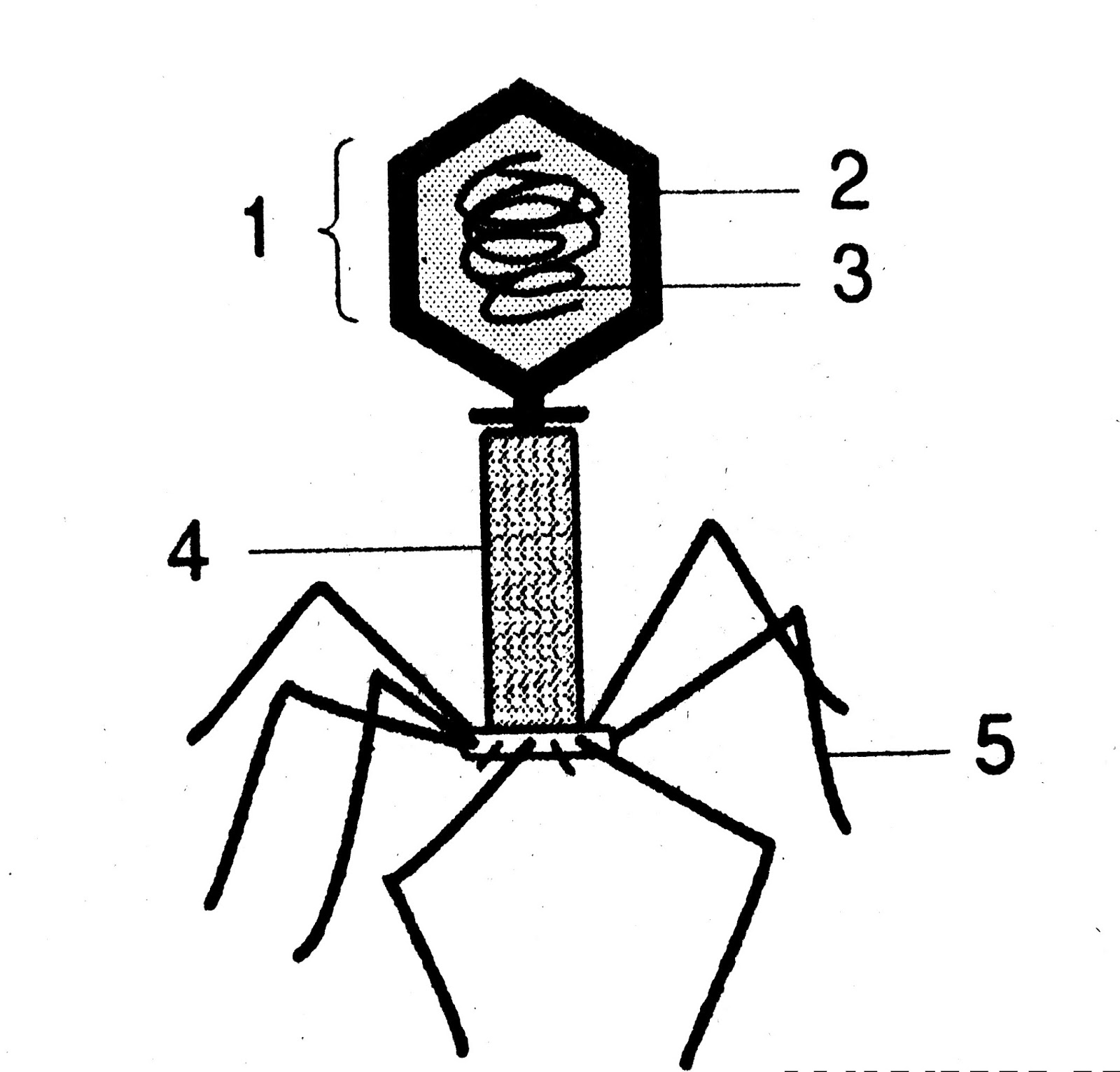 Virus pada gambar diatas yang ditunjuk oleh anak panah pada bagian 1 adalah … jawab Kepala