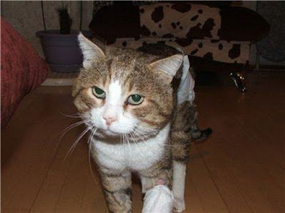 Amazing Cat Transformation Seen On www.coolpicturegallery.us