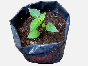  banyak orang menyulap lahan sempit untuk menanam cabai di polybag Biar Berbuah Lebat, Begini Cara Menanam Cabe di Polybag