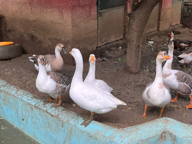 Duck Birds at Praani pet sanctuary