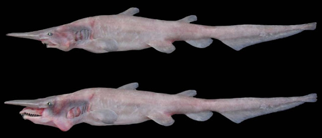 गॉब्लिन शार्क (goblin shark) - खतरनाक जबड़ा, भयानक आंखें और डरावने चेहरे वाली मछली