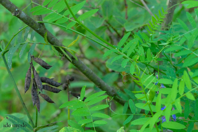 wyka ptasia, vicia cracca, jadalne chwasty, trujące rośliny, dzikie strączkowe