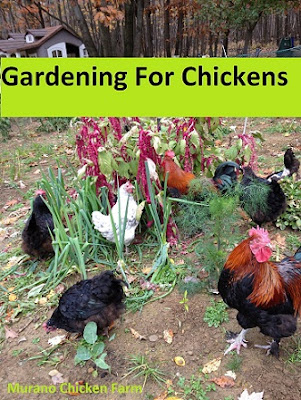 Gardening for chickens