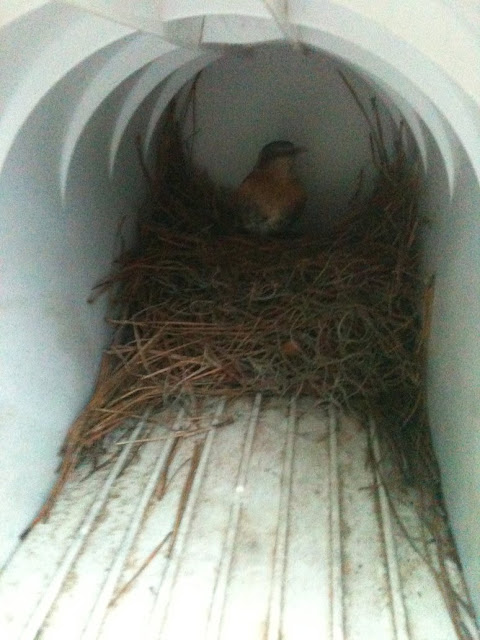 Picture Of A Bird Nest