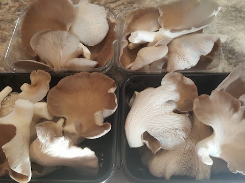 Buy Master Spawn of Grey Oyster Mushrooms