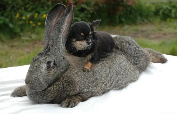 Flemish Giant Rabbit And Dog