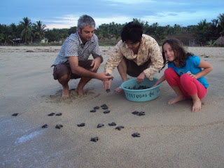 Marine sea turtle protection conservancy volunteer service mexico, Proteccion de la tortugamarina servicio de los voluntarios guerrero marquelia, 멕시코 바다 거북이 보호 자원 봉사 활동 워크 캠프 Release the sea turtle libracion , 바다 거북이 방생 