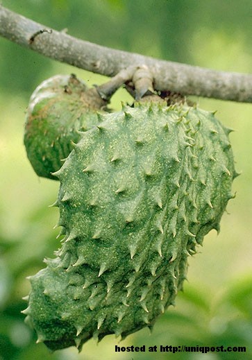 Benarkah Buah Durian Belanda Ubat Kanser?? ~ CETUSAN MINDA