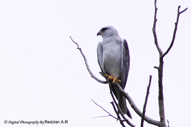 Black-shouldered Kite (Elanus caeruleus)