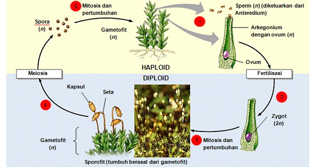  Daur Hidup Tumbuhan  Lumut Materi Pelajaran Biologi