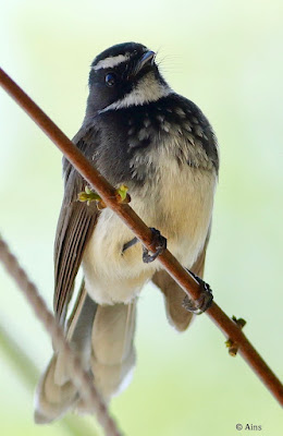 "Spot-breasted Fantail - Rhipidura albogularis, perched on a mulberry branch."
