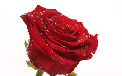 7. Red Rose Hd Wallpaper On Valentines Day 2014