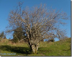 Selva de Irati - Avellanos de Orión