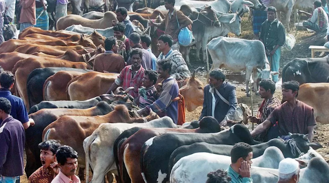 গরুর হাটের ছবি