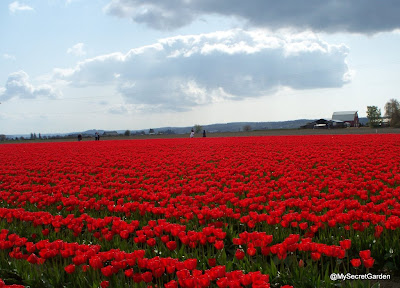 Red and Yellow Tulip Fields