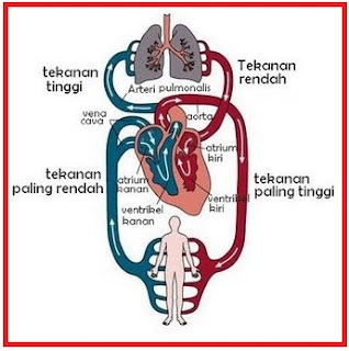 peredaran+darah+manusia.bmp (345×347)