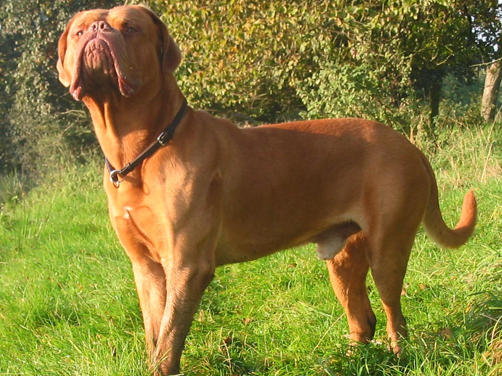 Nós, os Cachorros - No Japão: Raças de Cachorro: Dogue de Bordeaux