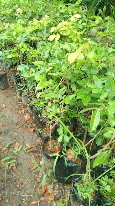 bibit tanaman kelengkeng matalada okulasi biji kecil cepat berbuah kualitas super Moutong
