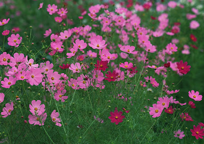 Imágenes y fotografías de flores