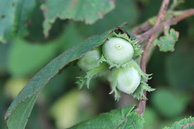 Hazelaar - Hazzenút - Corylus avellana