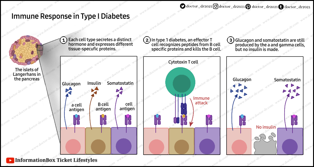 The MHC Molecule And Autoimmunity - Examples And Diagrams by Doctor-Dr