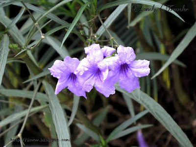 Desert Petunia - Ruellia simplex