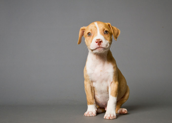 Cute American Pit Bull Terrier Puppies