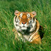 tiger wallpapers and images for mobile phone -mobile wallpapers