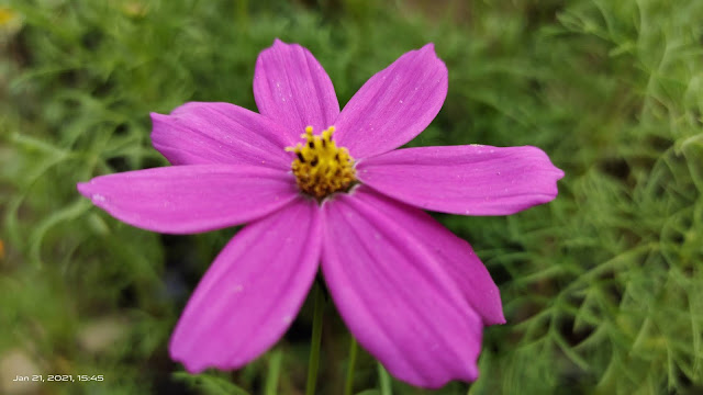 pink flower blur image nature background