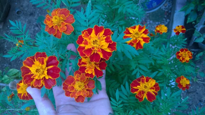 Marigolds