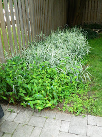 Upper Beaches Toronto backyard cleanup before by Paul Jung Gardening Services