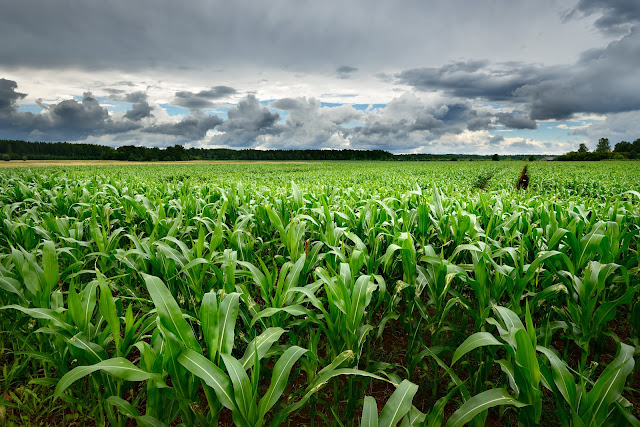 corn climate nitrogen fertilizer minnesota