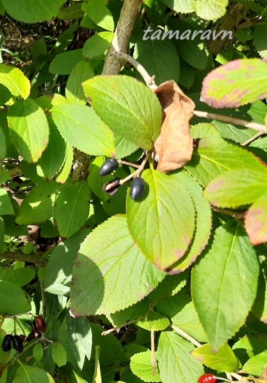 Калина буреинская (Viburnum burejaeticum)