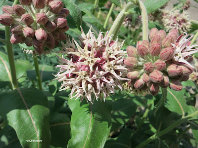 showy milkweed, Asclepias speciosa