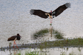 Wildlifefotografie Lippeaue Schwarzstorch