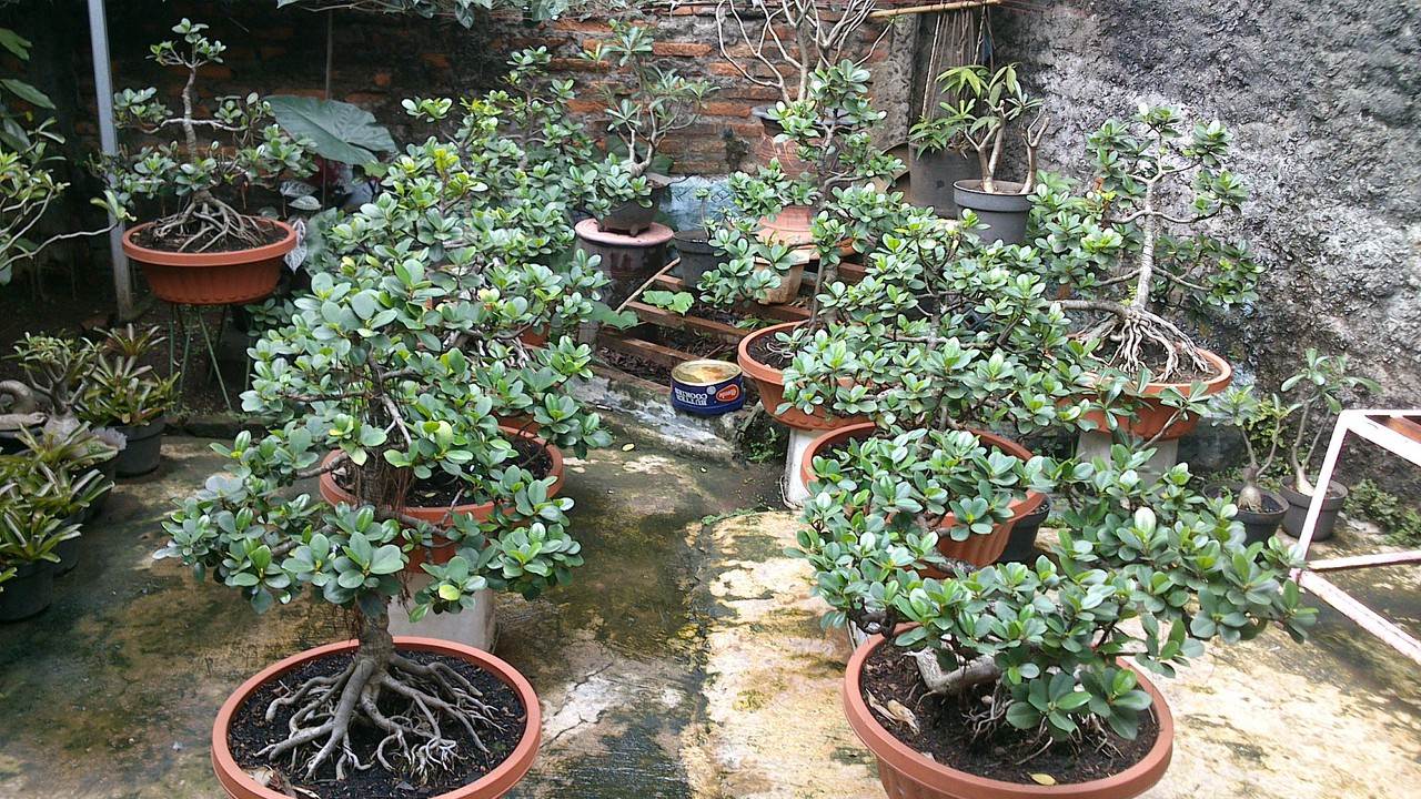 budidaya bonsai serut beringin