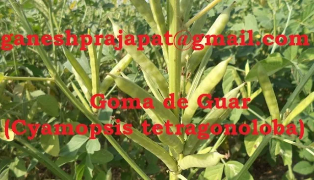 Guar gum industry is being hurt by speculations of commodity market   India is the largest producer of guar seed and major exporter of guar gum to international market. Guar gum is a major farm export from India. There are various industrial application of this agriculture produce. Major demand of this farm product arises from Oil and Natural gas industry for the fracking process. Industry representation organization and Govt is not giving proper attention to guar commodity. Guar gum is not negligible commodities. Indian has exported Guar gum products of 70,774 crore Indian rupees from Year 2011-12 to current financial year 2018-19. This is only export revenue. Beside this industry is also generating revenue in domestic market.     Guar, guar gum, Guar gum price, Guar gum export,  guar gum news, NCDEX guar gum price, Guar gum report, guar seed production, guar gum consultant, guar seed export, guar gum export from india 2017-2018 , guar, guar gum, guar gum news, Guar gum export-2017-2018, Guar gum export-from India during 2017-2018, Guar gum export data -2017-2018, Guar gum rate , NCDEX guar gum price,  guar gum export-2017, guar gum export-2018, guar gum demand-2017, guar gum demand-2018, guar gum production, guar gum cultivation, guar gum cultivation consultancy, Guar, guar gum, guar price, guar gum price, guar demand, guar gum demand guar seed production, guar seed stock, guar seed consumption, guar gum cultivation, guar gum cultivation in india, Guar gum farming, guar gum export from india, Fundamentally Guar seed and guar gum are very strong , Guar, guar gum, guar price, guar gum price, guar demand, guar gum demand, guar seed production, guar seed stock, guar seed consumption, guar gum cultivation, guar gum cultivation in india, Guar gum farming, guar gum export from india , guar seed export, guar gum export, guar gum farming, guar gum cultivation consultancy, today guar price, today guar gum price, ग्वार, ग्वार गम, ग्वार मांग, ग्वार गम निर्यात 2018-2019, ग्वार गम निर्यात -2019, ग्वार उत्पादन, ग्वार कीमत, ग्वार गम मांग, Guar Gum