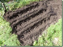 GarlicPlanted