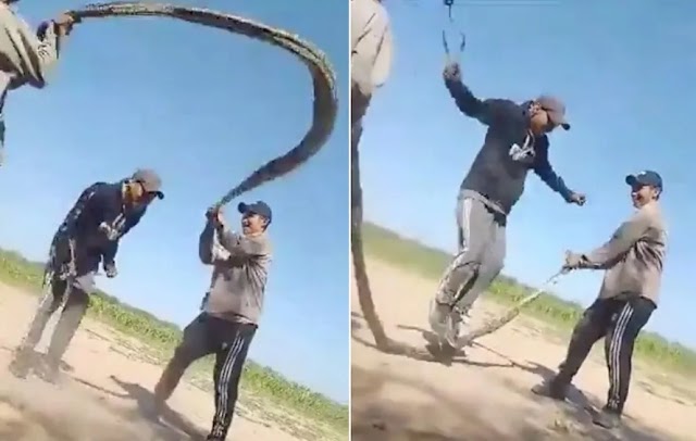 Homens usam cobra gigante viva para 'pular corda' e provocam revolta