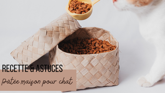 Recette pâtée pour chat