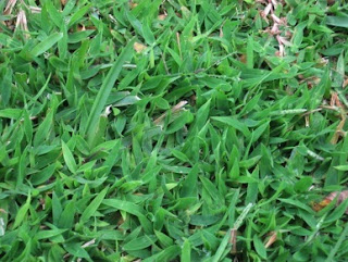 How to Get Rid of Crab Grass Fast
