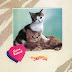 Alleycats - Suara Kekasih Alleycats [iTunes Plus AAC M4A]