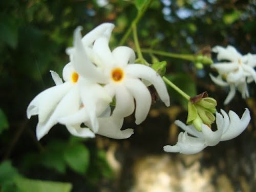 Pavizhamalli,Goli,Paarijatam flower