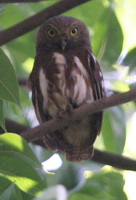 Foto burung hantu Beluk watu Jawa