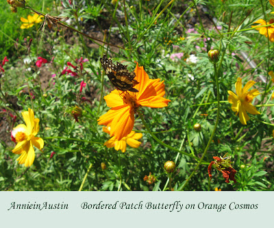 Annieinaustin, Orange cosmos, bordered patch butterflies