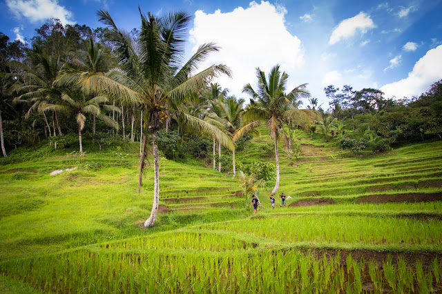 Risaie di Jatiluwih-Bali