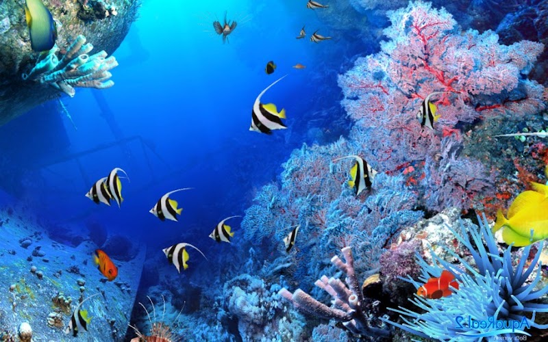 Top Inspirasi Gambar Ikan Laut Dalam, Info Baru!