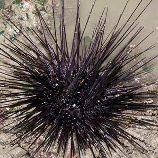 Knowing a Sea Urchins