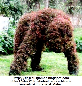 Foto del Orangután de Animárboles. Foto del orangután de Jesus Gómez